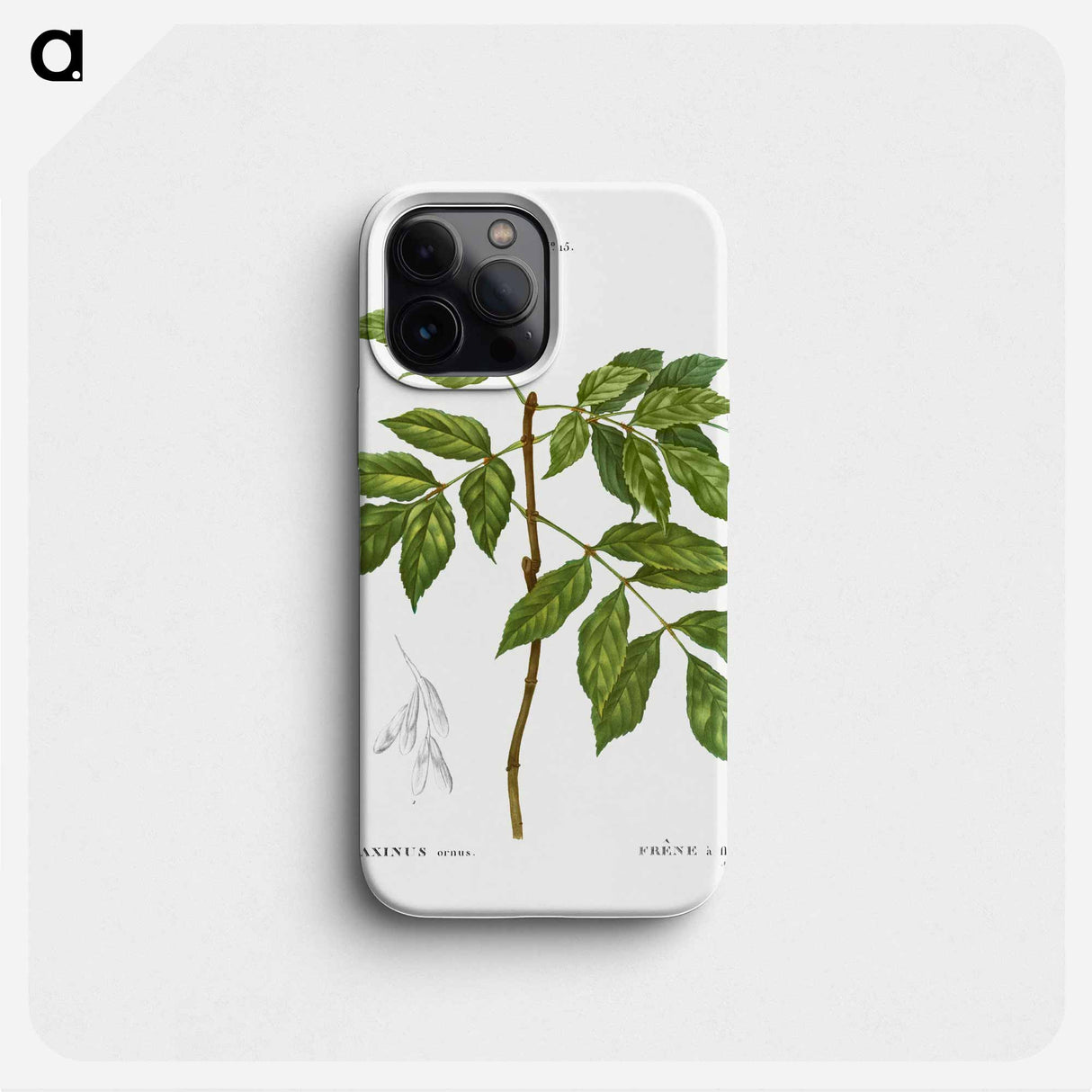 Manna ash, Fraxinus ornus - Pierre Joseph Redouté Phone Case.