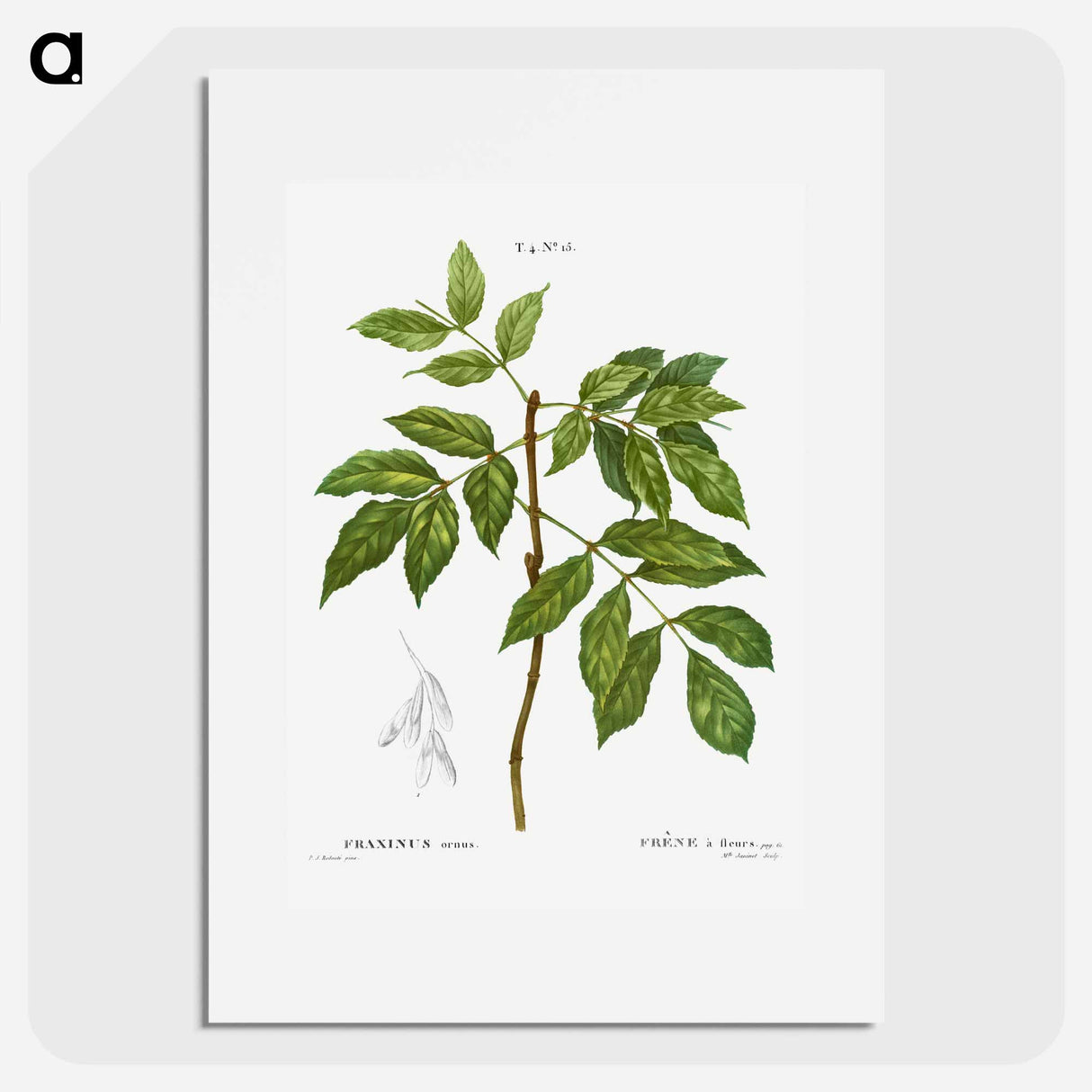 Manna ash, Fraxinus ornus - Pierre-Joseph Redouté Poster.