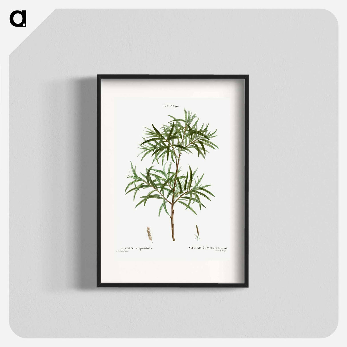 Bitter willow, Salix angustifolia - ピエール ジョゼフ ルドゥーテ Poster.