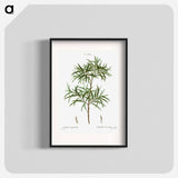 Bitter willow, Salix angustifolia - Pierre-Joseph Redouté Poster.