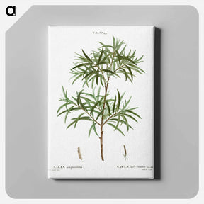 アートパネル-Bitter willow, Salix angustifolia - ピエール ジョゼフ ルドゥーテ Canvas.
