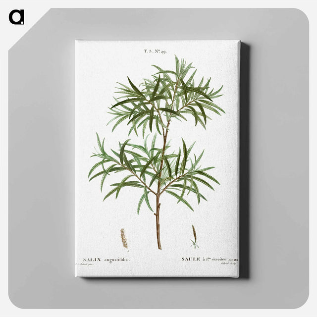 アートパネル-Bitter willow, Salix angustifolia - ピエール ジョゼフ ルドゥーテ Canvas.