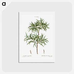 アートポストカード-Bitter willow, Salix angustifolia - ピエール ジョゼフ ルドゥーテ Postcard.