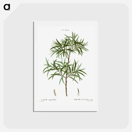 アートポストカード-Bitter willow, Salix angustifolia - ピエール ジョゼフ ルドゥーテ Postcard.