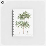 Bitter willow, Salix angustifolia - ピエール ジョゼフ ルドゥーテ Memo.