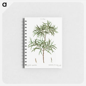 アートメモ帳-Bitter willow, Salix angustifolia - ピエール ジョゼフ ルドゥーテ Memo.
