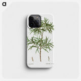 Bitter willow, Salix angustifolia - ピエール ジョゼフ ルドゥーテ Phone Case.