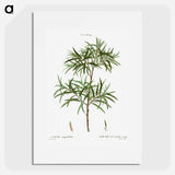 Bitter willow, Salix angustifolia - ピエール ジョゼフ ルドゥーテ Poster.