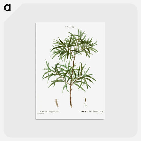 アートポストカード-Bitter willow, Salix angustifolia - ピエール ジョゼフ ルドゥーテ Postcard.