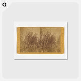 アートポストカード-Falls of the Yosemite (Great Grizzly Bear)
 - エドワード マイブリッジ Postcard.