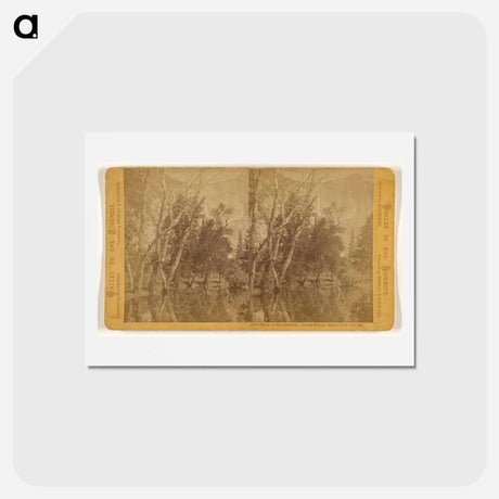 アートポストカード-Falls of the Yosemite (Great Grizzly Bear)
 - エドワード マイブリッジ Postcard.