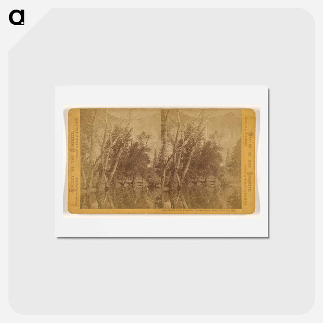 アートポストカード-Falls of the Yosemite (Great Grizzly Bear)
 - エドワード マイブリッジ Postcard.