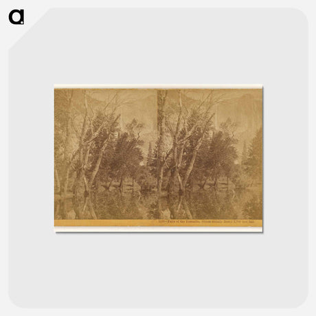 アートポストカード-Falls of the Yosemite (Great Grizzly Bear)
 - エドワード マイブリッジ Postcard.