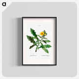 Sow thistle - Pierre Joseph Redouté Poster.