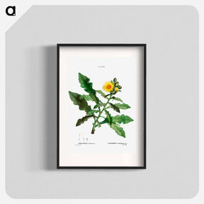 アートポスター-Sow thistle - ピエール ジョゼフ ルドゥーテ Poster.