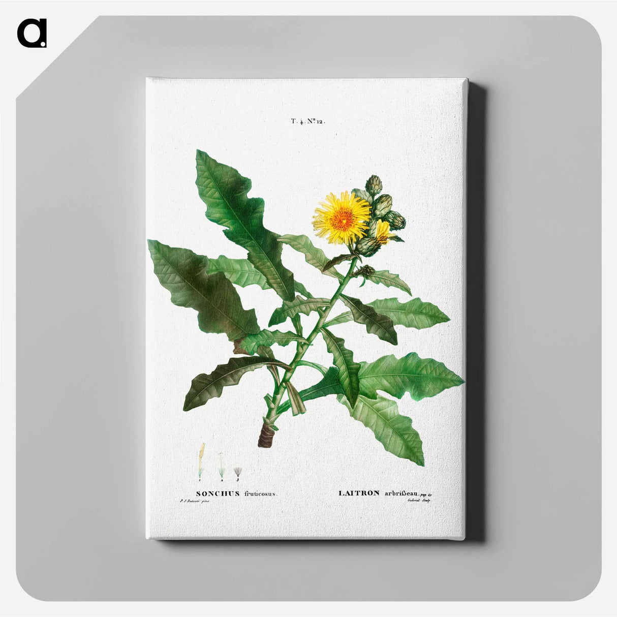 アートパネル-Sow thistle - ピエール ジョゼフ ルドゥーテ Canvas.