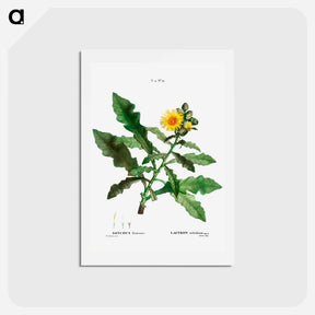 アートポストカード-Sow thistle - ピエール ジョゼフ ルドゥーテ Postcard.