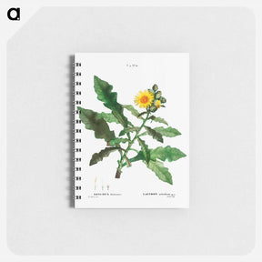 アートメモ帳-Sow thistle - ピエール ジョゼフ ルドゥーテ Memo.