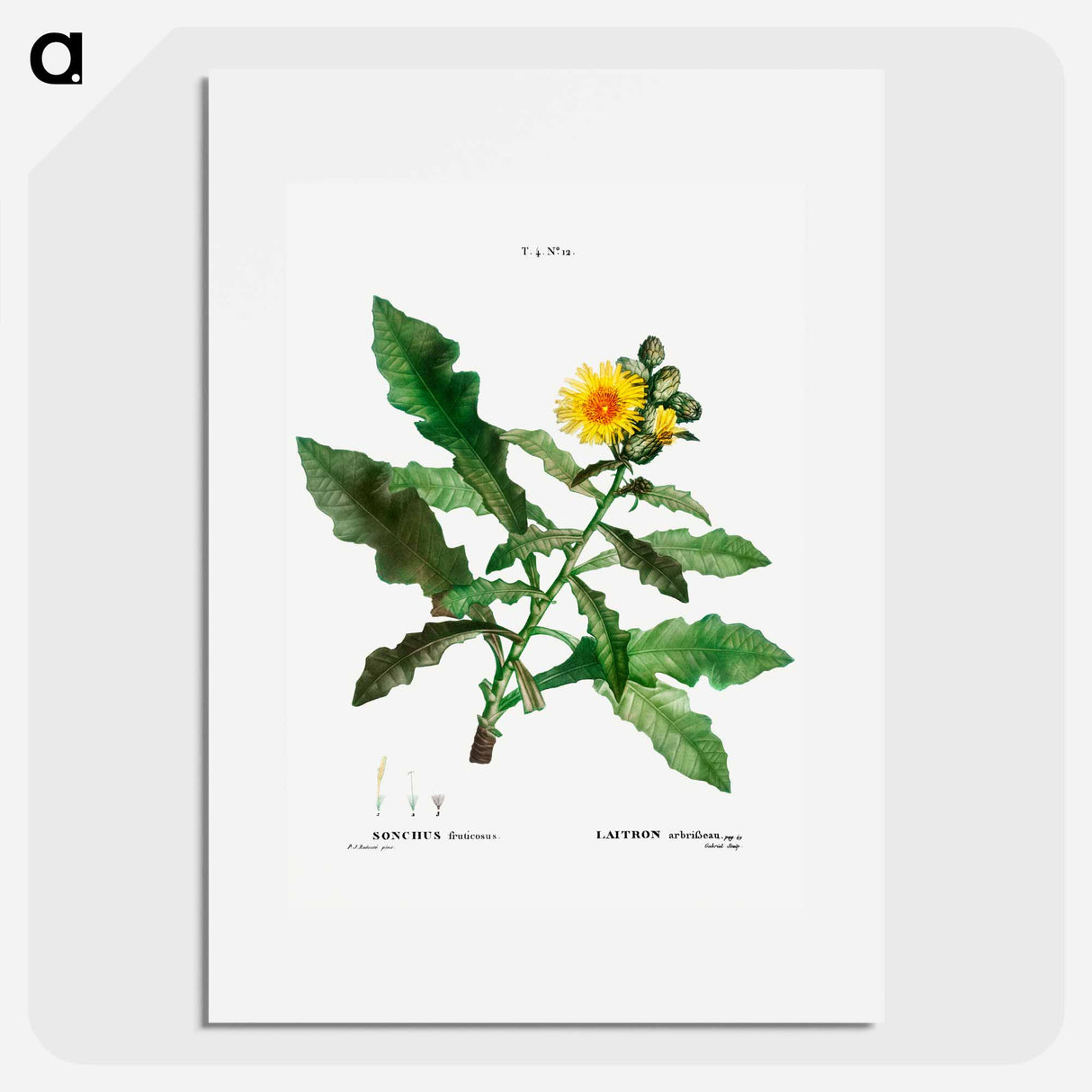 Sow thistle - ピエール ジョゼフ ルドゥーテ Poster.