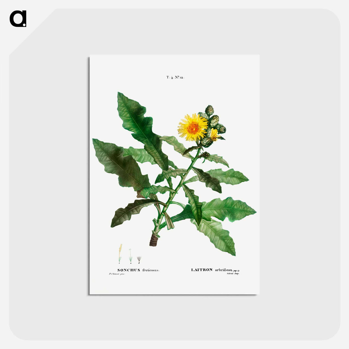 アートポストカード-Sow thistle - ピエール ジョゼフ ルドゥーテ Postcard.