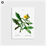 アートポストカード-Sow thistle - ピエール ジョゼフ ルドゥーテ Postcard.