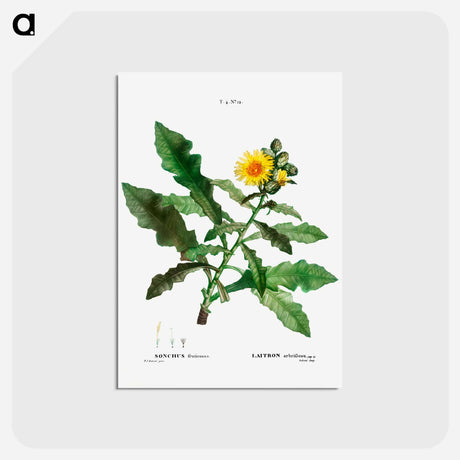 アートポストカード-Sow thistle - ピエール ジョゼフ ルドゥーテ Postcard.