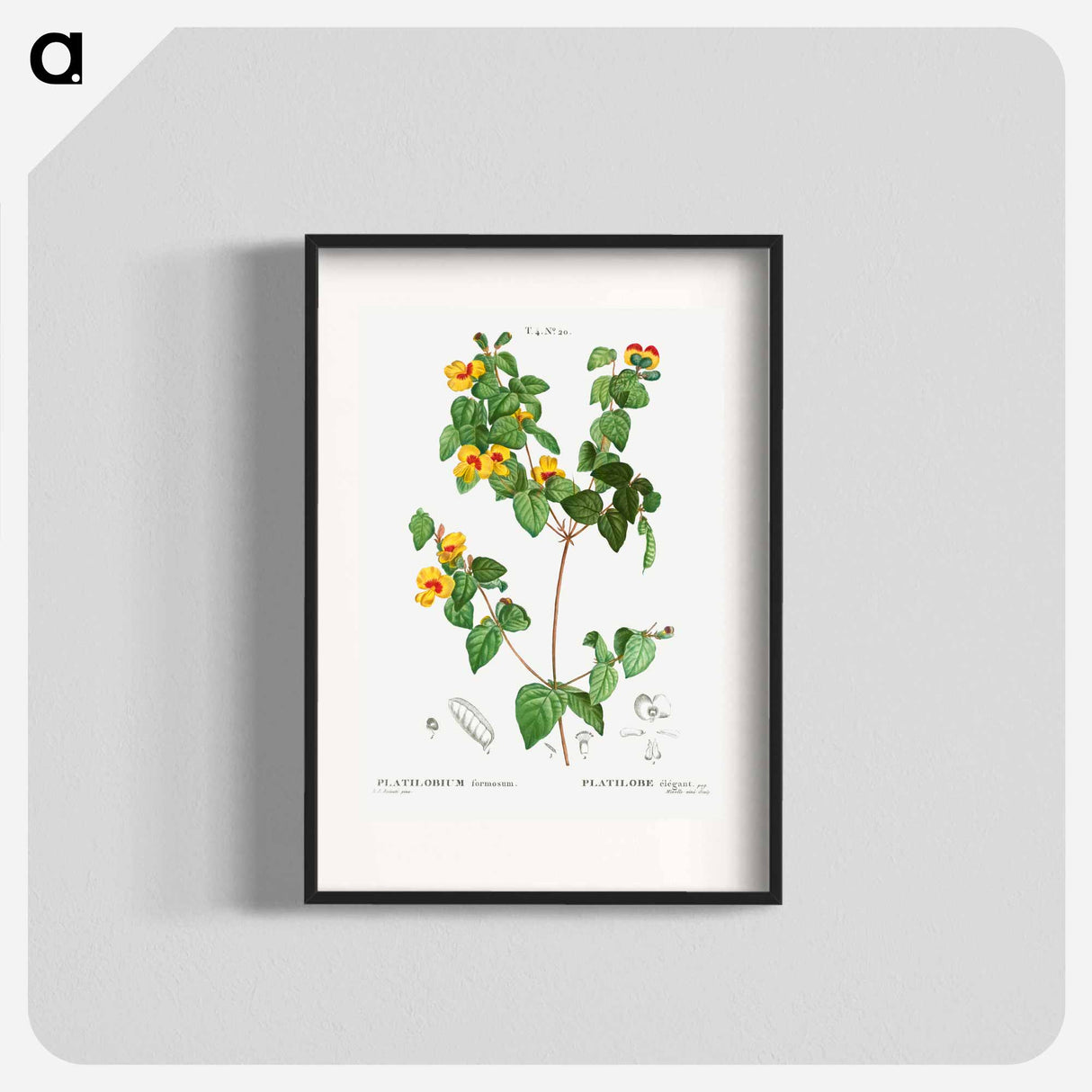 Handsome flat-pea - Pierre Joseph Redouté Poster.
