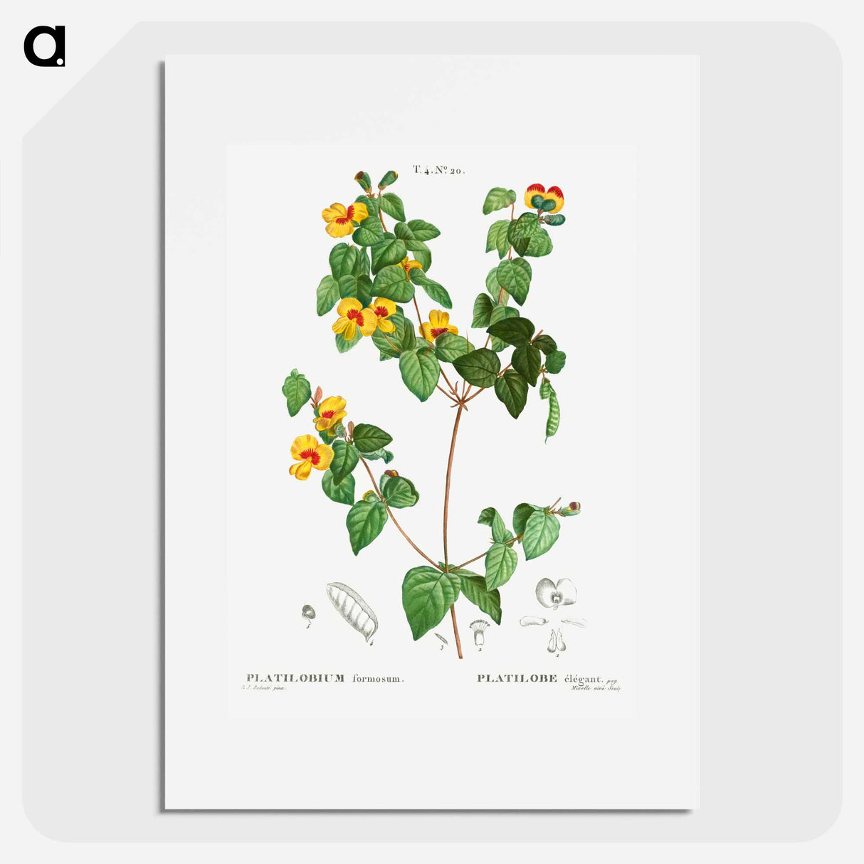 Handsome flat-pea - Pierre Joseph Redouté Poster.