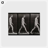 アートポストカード-Man Walking
 - エドワード マイブリッジ Postcard.