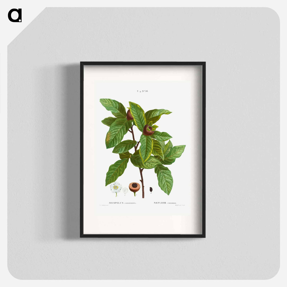 Medlar, Mespilus communis - ピエール ジョゼフ ルドゥーテ Poster.