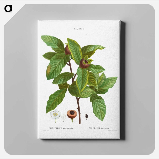 アートパネル-Medlar, Mespilus communis - ピエール ジョゼフ ルドゥーテ Canvas.