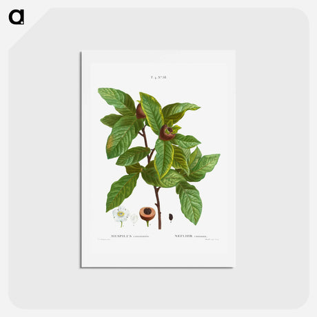 アートポストカード-Medlar, Mespilus communis - ピエール ジョゼフ ルドゥーテ Postcard.