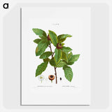 Medlar, Mespilus communis - ピエール ジョゼフ ルドゥーテ Poster.