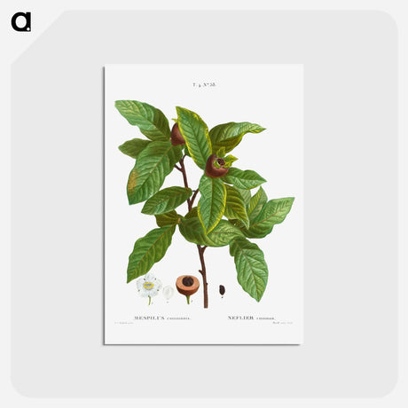 アートポストカード-Medlar, Mespilus communis - ピエール ジョゼフ ルドゥーテ Postcard.