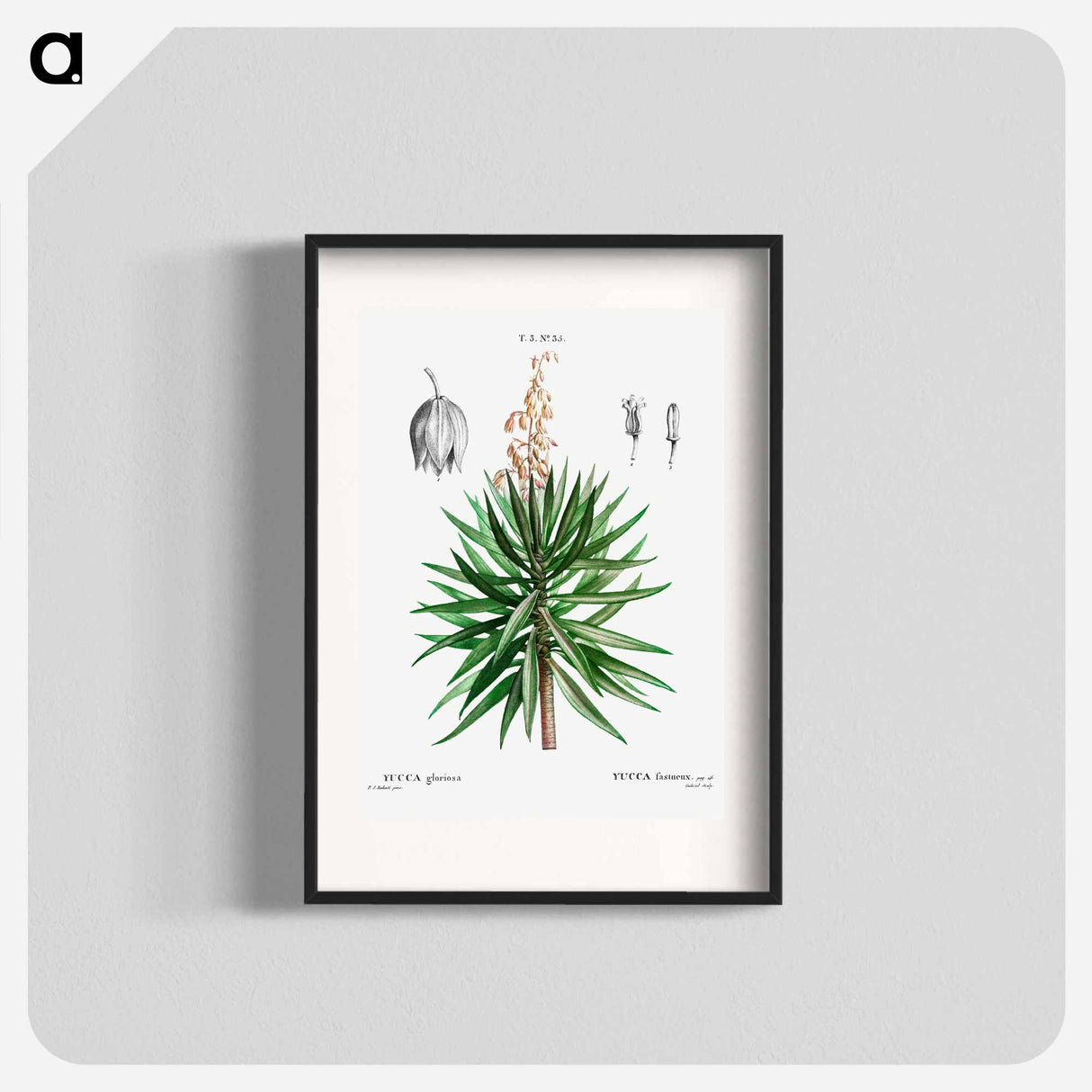 Spanish dagger (Yucca gloriosa) - Pierre Joseph Redouté Poster.