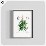 Spanish dagger (Yucca gloriosa) - Pierre Joseph Redouté Poster.