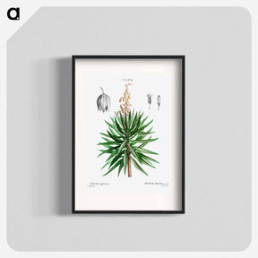 アートポスター-Spanish dagger (Yucca gloriosa) - ピエール ジョゼフ ルドゥーテ Poster.