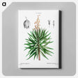 アートパネル-Spanish dagger (Yucca gloriosa) - ピエール ジョゼフ ルドゥーテ Canvas.