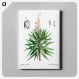 アートパネル-Spanish dagger (Yucca gloriosa) - ピエール ジョゼフ ルドゥーテ Canvas.