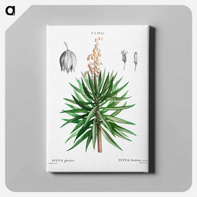 アートパネル-Spanish dagger (Yucca gloriosa) - ピエール ジョゼフ ルドゥーテ Canvas.