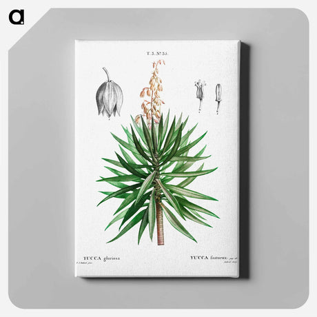 アートパネル-Spanish dagger (Yucca gloriosa) - ピエール ジョゼフ ルドゥーテ Canvas.