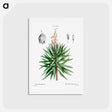 アートポストカード-Spanish dagger (Yucca gloriosa) - ピエール ジョゼフ ルドゥーテ Postcard.