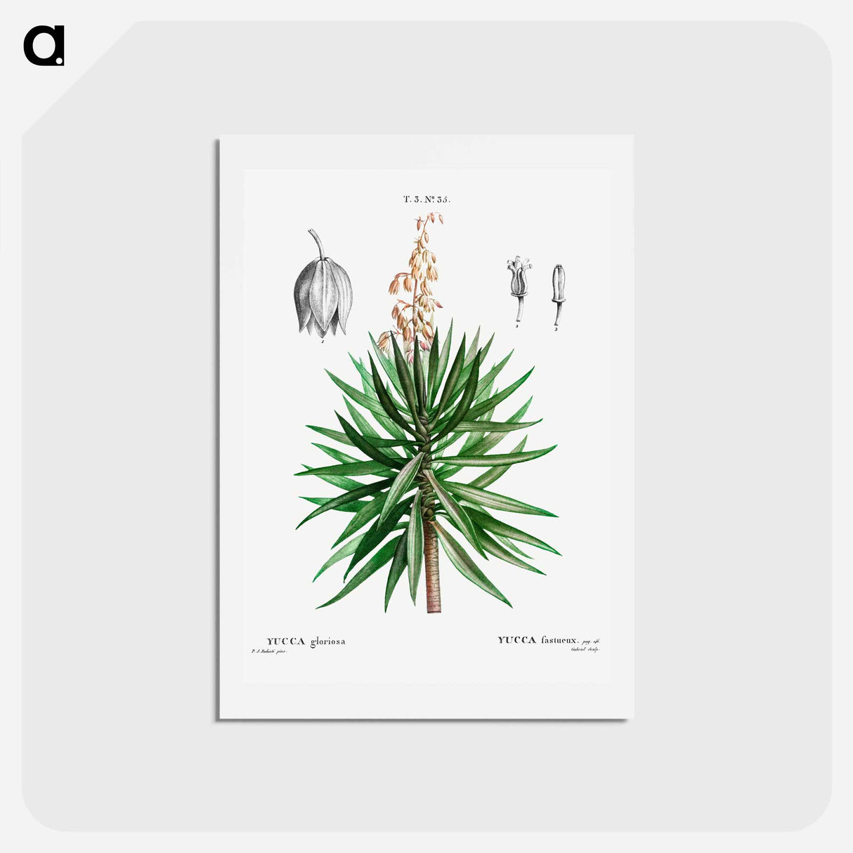 アートポストカード-Spanish dagger (Yucca gloriosa) - ピエール ジョゼフ ルドゥーテ Postcard.