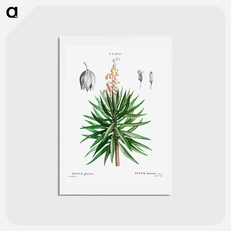 アートポストカード-Spanish dagger (Yucca gloriosa) - ピエール ジョゼフ ルドゥーテ Postcard.