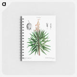 Spanish dagger (Yucca gloriosa) - ピエール ジョゼフ ルドゥーテ Memo.