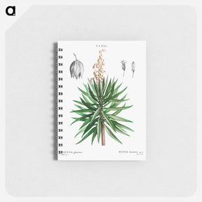 アートメモ帳-Spanish dagger (Yucca gloriosa) - ピエール ジョゼフ ルドゥーテ Memo.