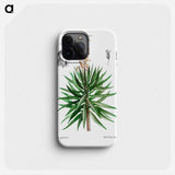 Spanish dagger (Yucca gloriosa) - ピエール ジョゼフ ルドゥーテ Phone Case.