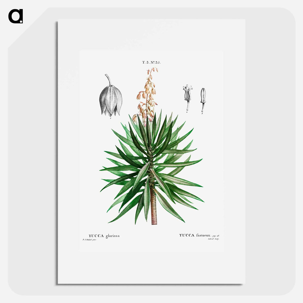 Spanish dagger (Yucca gloriosa) - Pierre Joseph Redouté Poster.