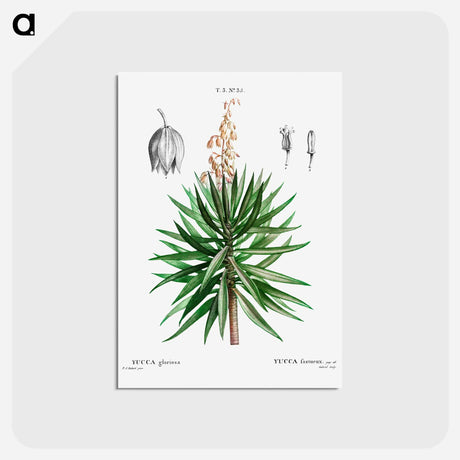 アートポストカード-Spanish dagger (Yucca gloriosa) - ピエール ジョゼフ ルドゥーテ Postcard.
