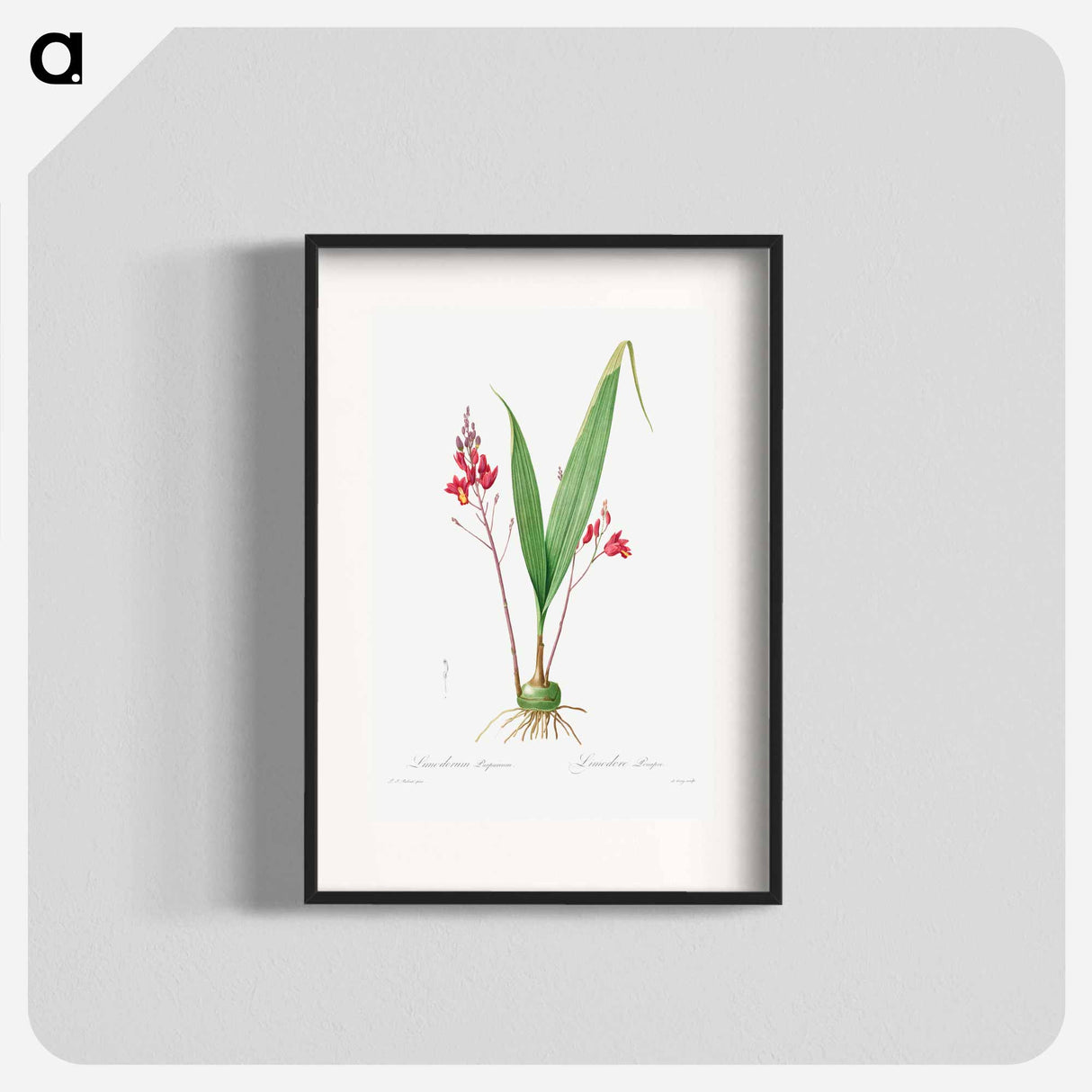 Limodorum Purpureum - Pierre Joseph Redouté Poster.